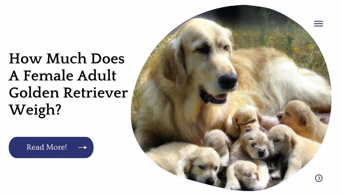 How Much Does A Female Adult Golden Retriever Weigh?