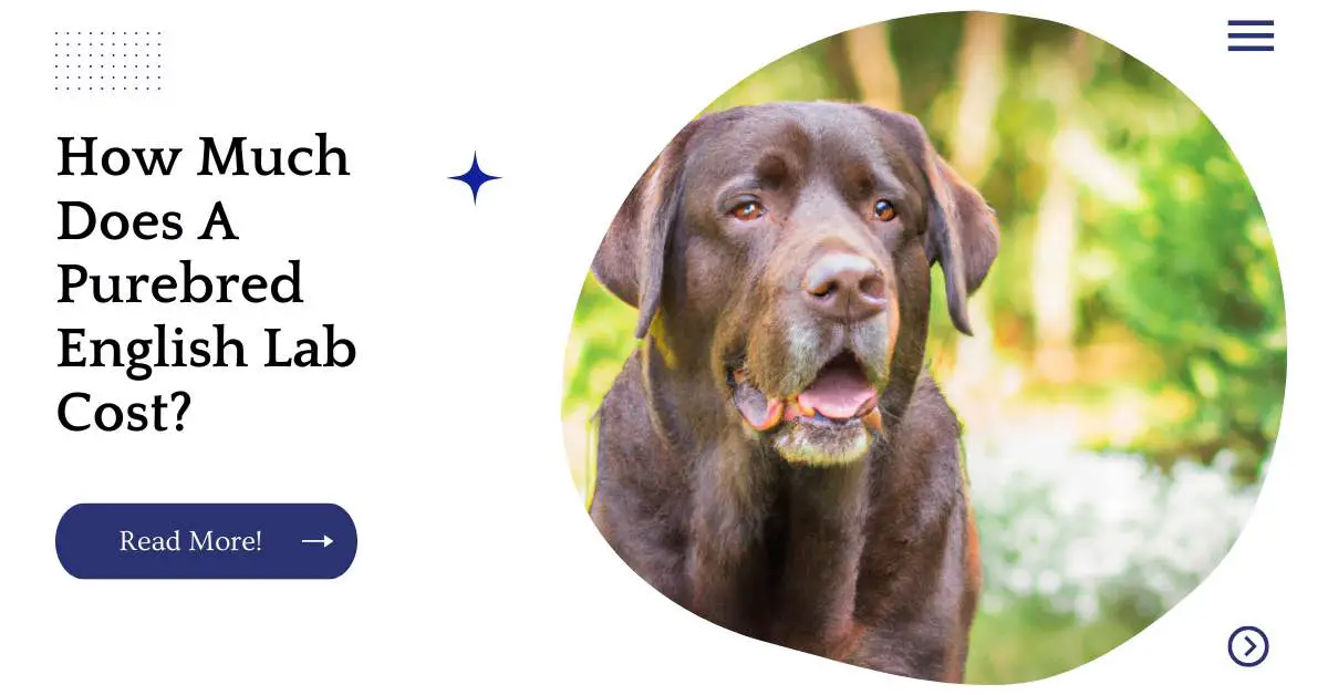 How Much Does A Purebred English Lab Cost?