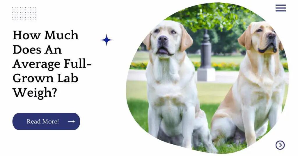 How Much Does An Average FullGrown Lab Weigh? UnifiedDogs