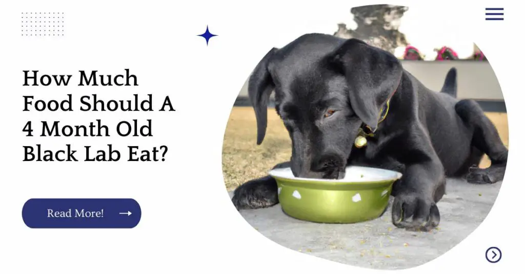 How Much Food Should A 4 Month Old Black Lab Eat? UnifiedDogs