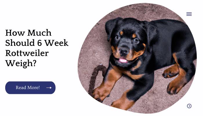 How Much Should 6 Week Rottweiler Weigh?