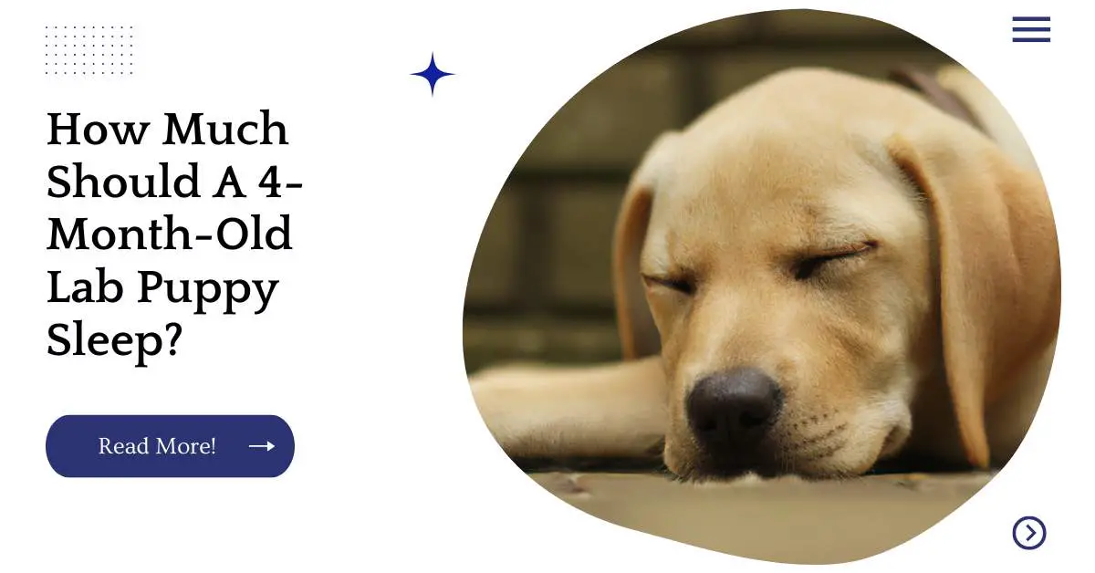 How Much Should A 4-Month-Old Lab Puppy Sleep?