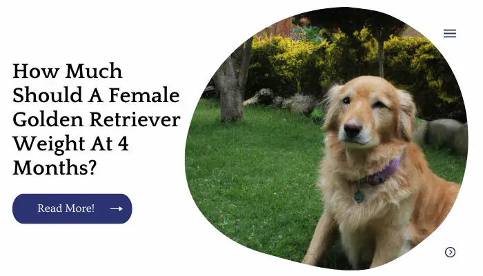 How Much Should A Female Golden Retriever Weight At 4 Months?