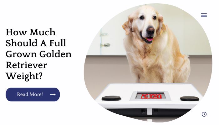 How Much Should A Full Grown Golden Retriever Weight?