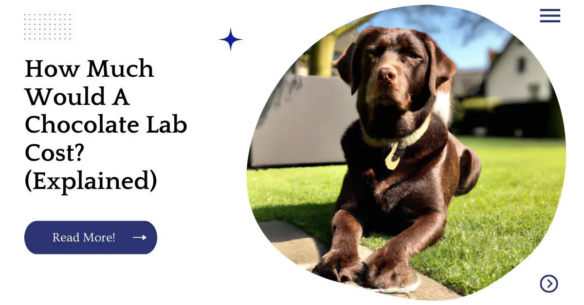 How Much Would A Chocolate Lab Cost? (Explained)