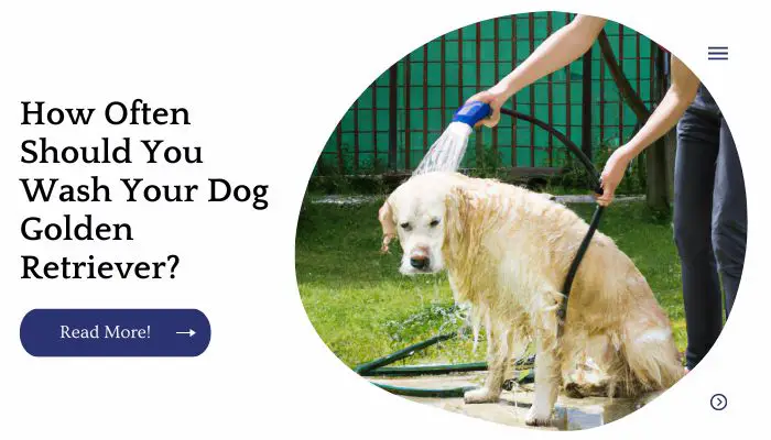 How Often Should You Wash Your Dog Golden Retriever?