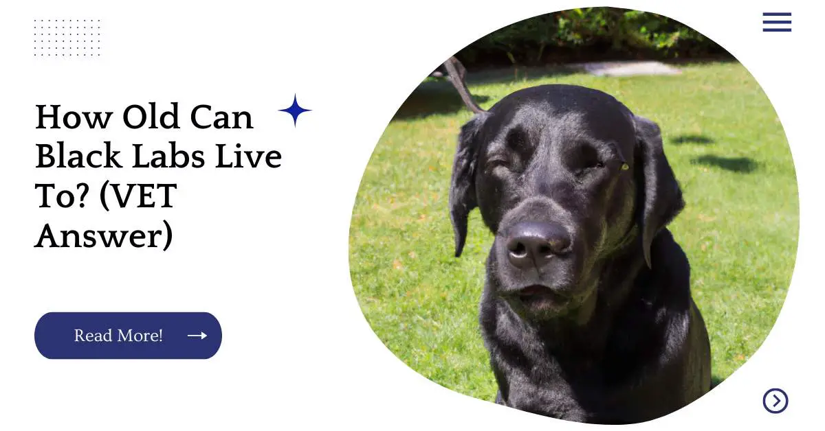 How Old Can Black Labs Live To? (VET Answer)