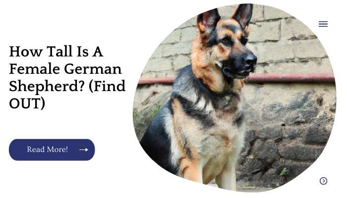 How Tall Is A Female German Shepherd? (Find OUT)