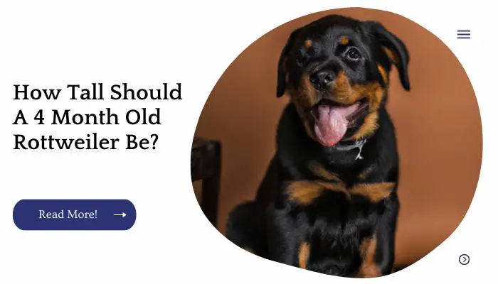 How Tall Should A 4 Month Old Rottweiler Be?