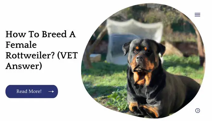 How To Breed A Female Rottweiler? (VET Answer)