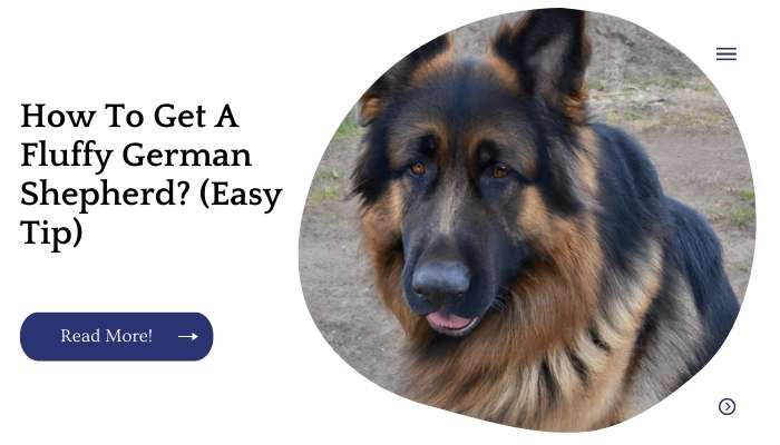 How To Get A Fluffy German Shepherd? (Easy Tip)