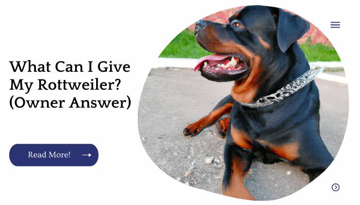 What Can I Give My Rottweiler? (Owner Answer)