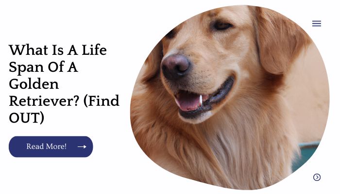 What Is A Life Span Of A Golden Retriever? (Find OUT)