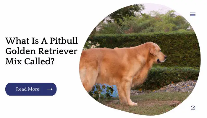 What Is A Pitbull Golden Retriever Mix Called?