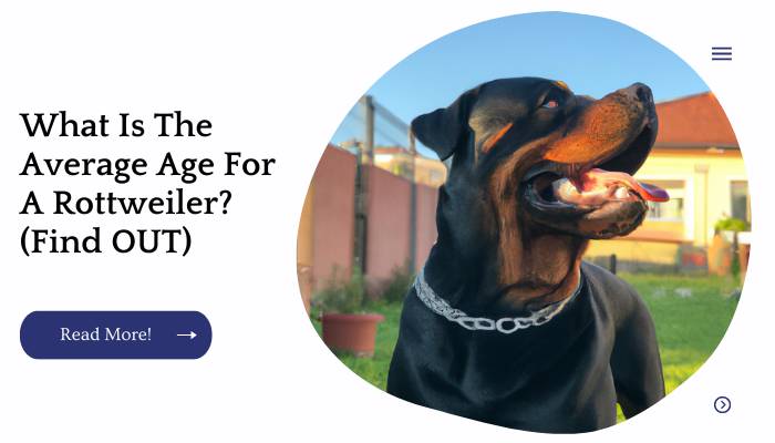 What Is The Average Age For A Rottweiler? (Find OUT)