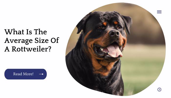 What Is The Average Size Of A Rottweiler? 