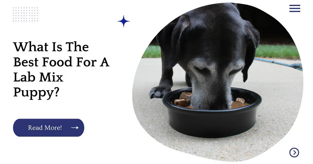 What Is The Best Food For A Lab Mix Puppy?