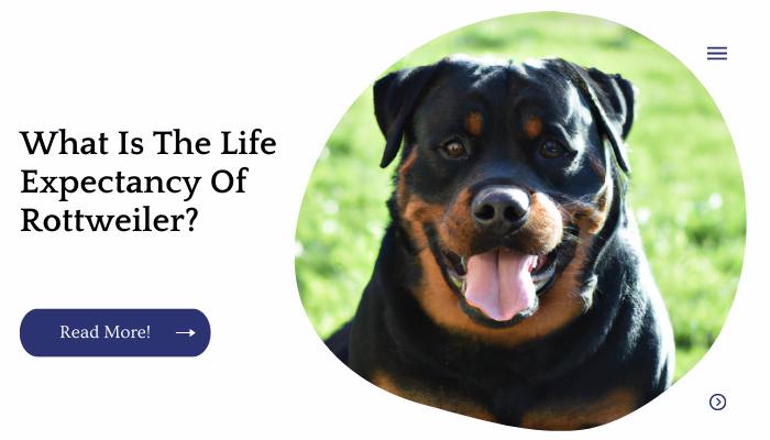 What Is The Life Expectancy Of Rottweiler?