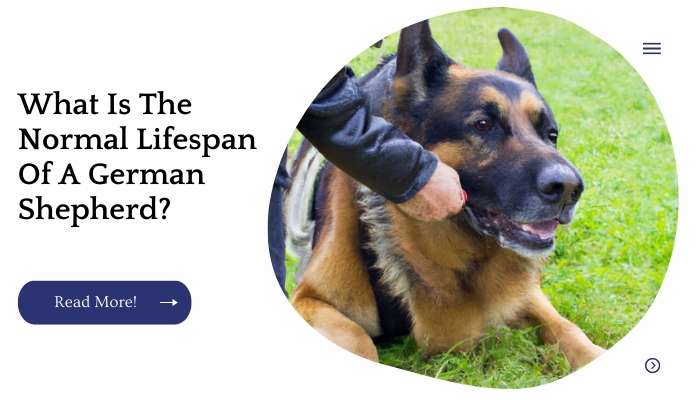 What Is The Normal Lifespan Of A German Shepherd?