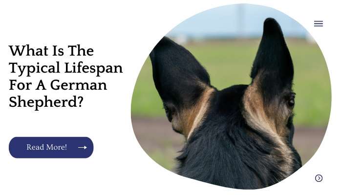 What Is The Typical Lifespan For A German Shepherd?