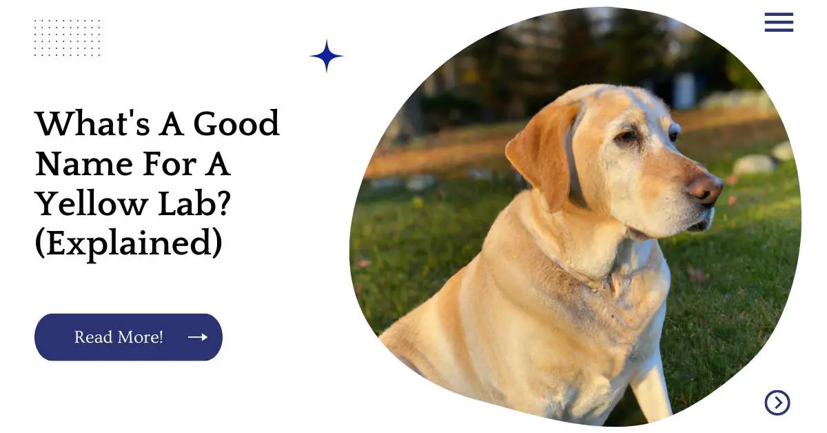 what-s-a-good-name-for-a-yellow-lab-explained