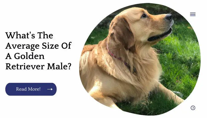 What's The Average Size Of A Golden Retriever Male?