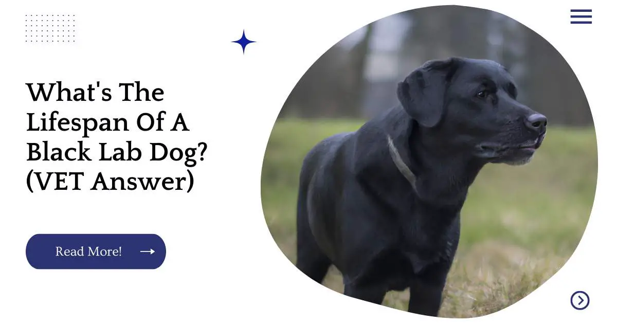 What's The Lifespan Of A Black Lab Dog? (VET Answer)