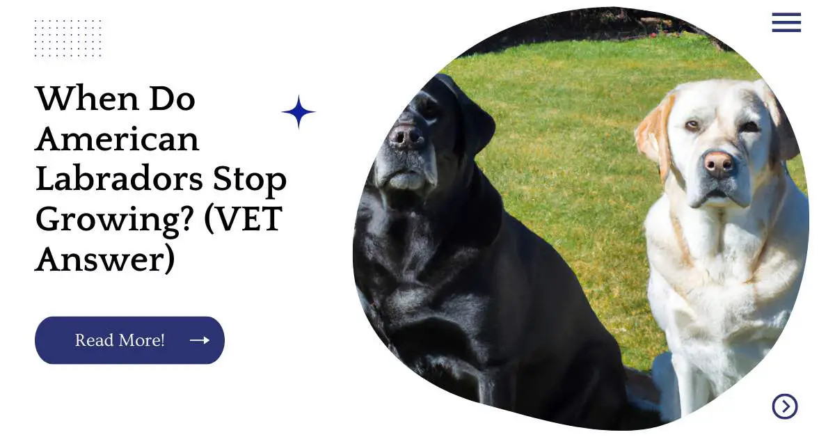 When Do American Labradors Stop Growing? (VET Answer)