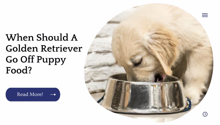 When Should A Golden Retriever Go Off Puppy Food?