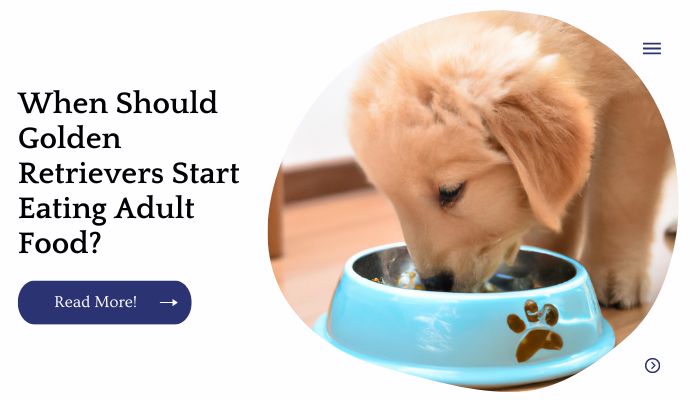 When Should Golden Retrievers Start Eating Adult Food?