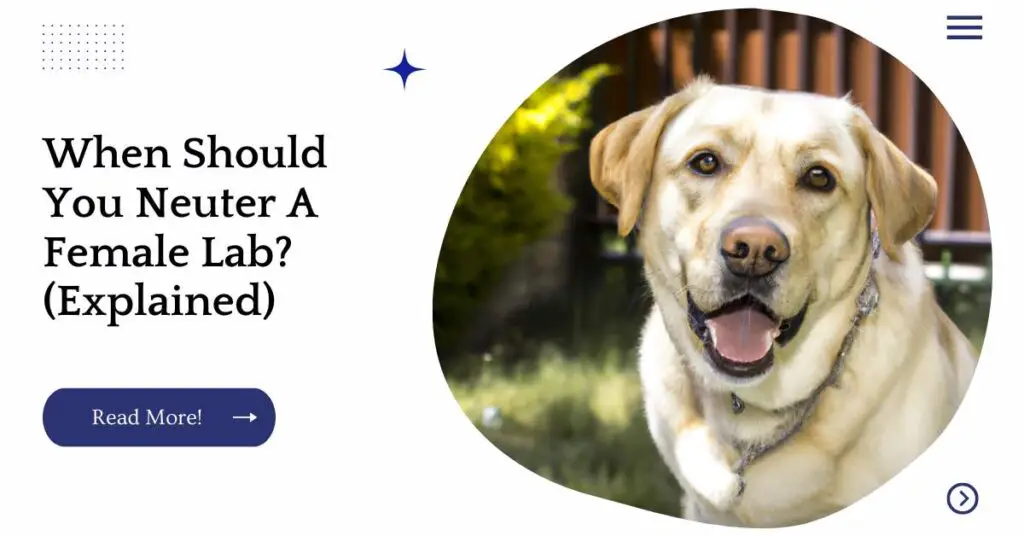 When Should You Neuter A Female Lab? (Explained) UnifiedDogs