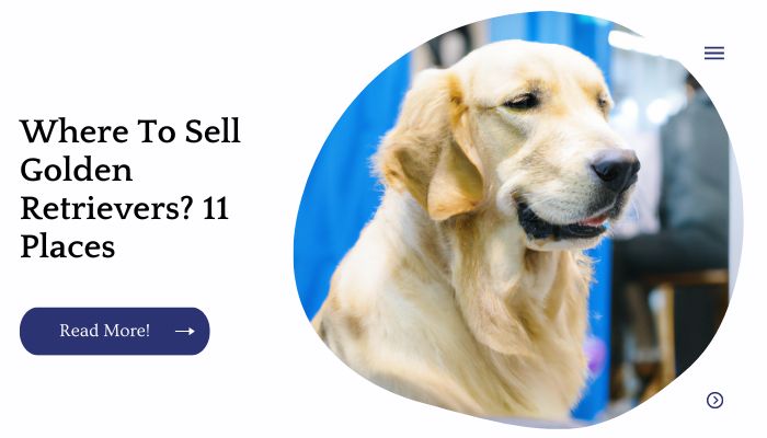 Where To Sell Golden Retrievers? 11 Places