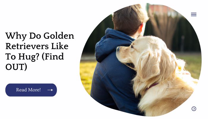 Why Do Golden Retrievers Like To Hug? (Find OUT)