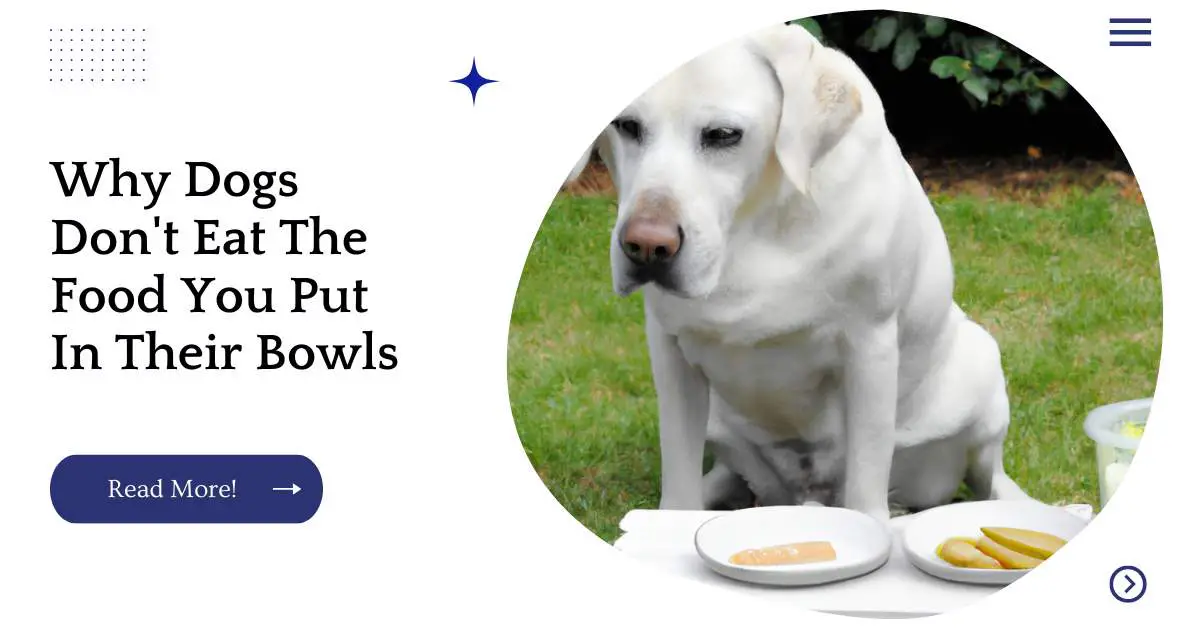 Why Dogs Don't Eat The Food You Put In Their Bowls