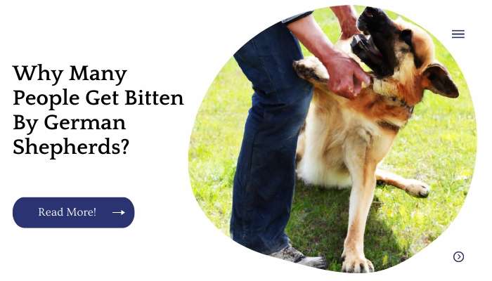 Why Many People Get Bitten By German Shepherds?