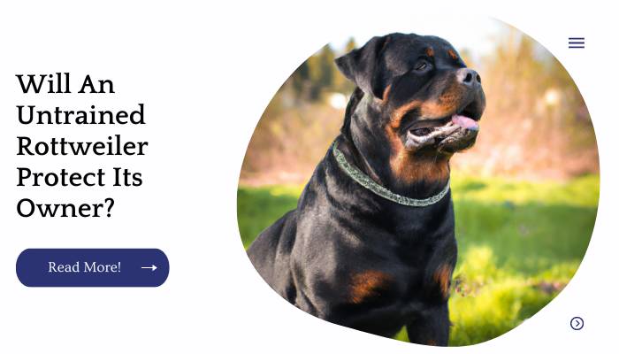 Will An Untrained Rottweiler Protect Its Owner?