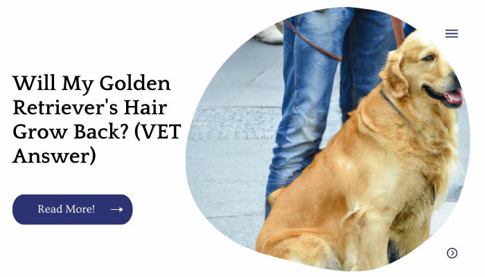 Will My Golden Retriever's Hair Grow Back? (VET Answer)