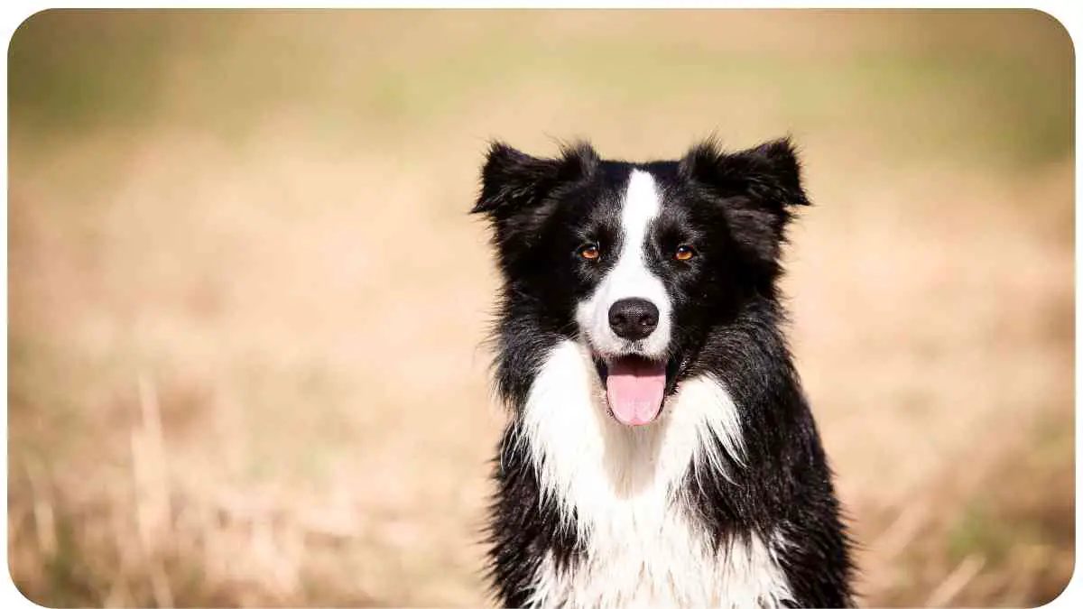 Balancing Energy Best Companion Dog for Border Collies