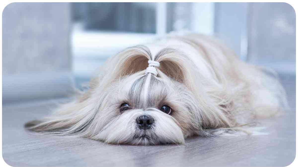 Best Companion Dog Breeds for Shih Tzus Who's the Perfect Match