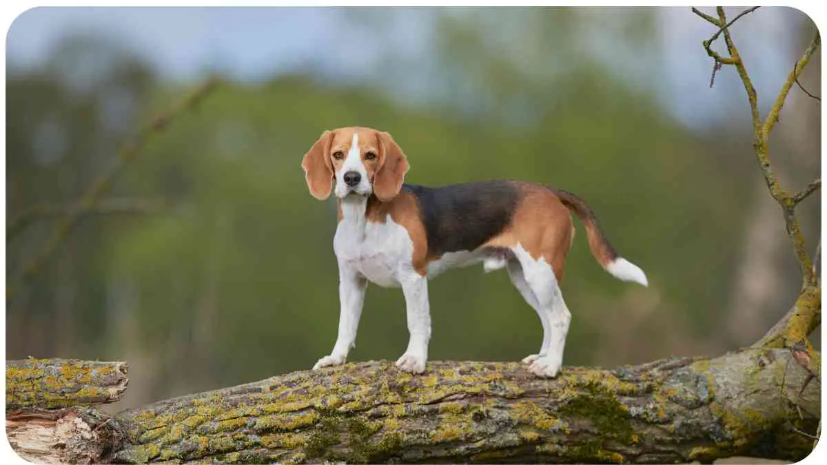 Harmonizing Hounds: Best Companion Dog for Beagles
