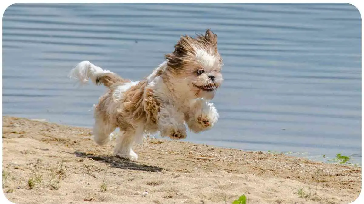 Best Companion Dog Breeds for Shih Tzus Who's the Perfect Match