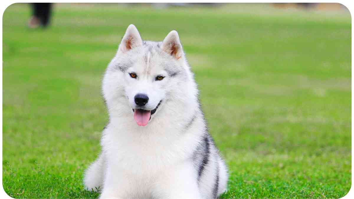 The Calm to Their Storm: Best Companion Dog for Huskies