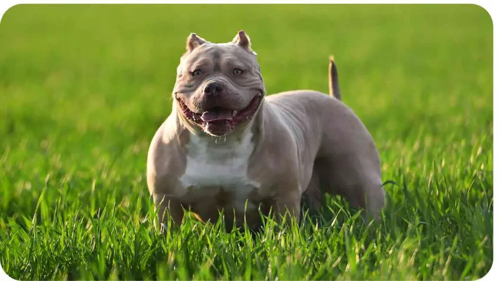 a dog standing in a field of green grass