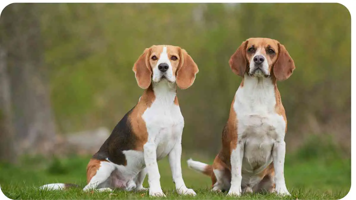 Are Beagles Really High-Maintenance Dogs?