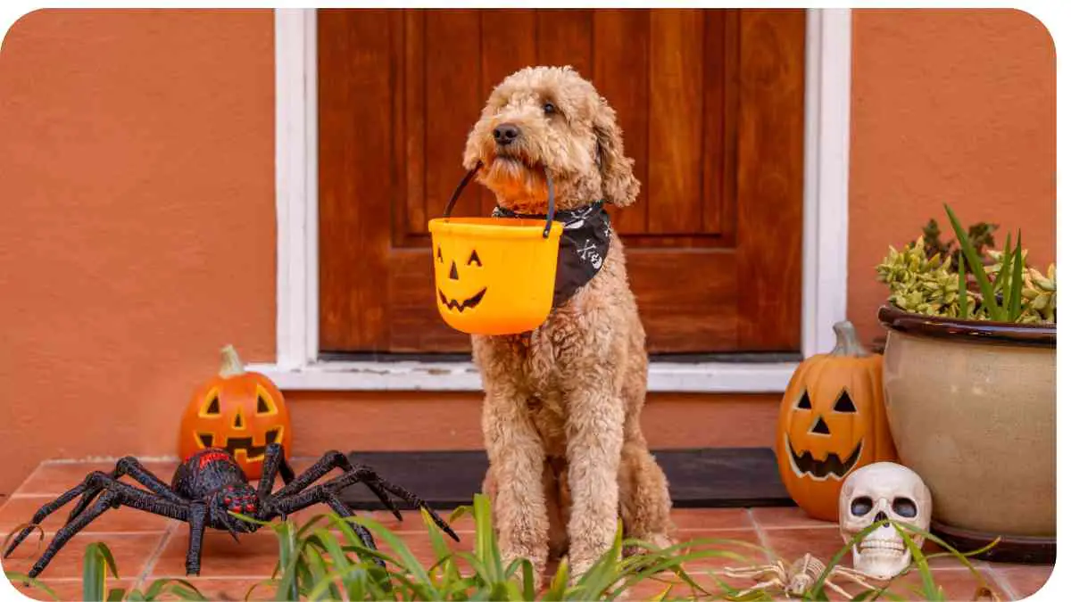 Are Teacup Goldendoodles Too Tiny?