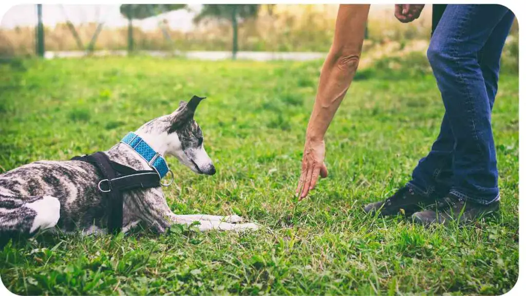 a person petting a dog on the grass