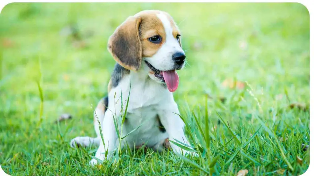 a beagle puppy sitting in the grass