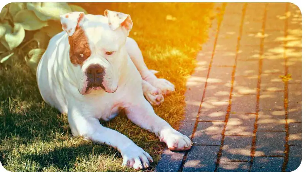 a dog laying on the grass