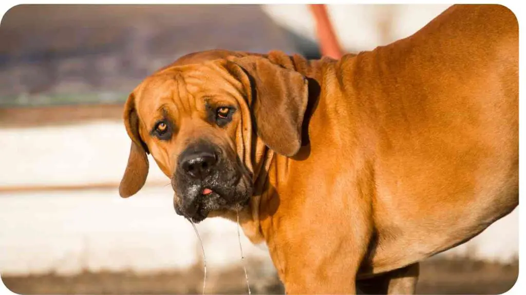 a large brown dog standing on its hind legs with its tongue hanging out