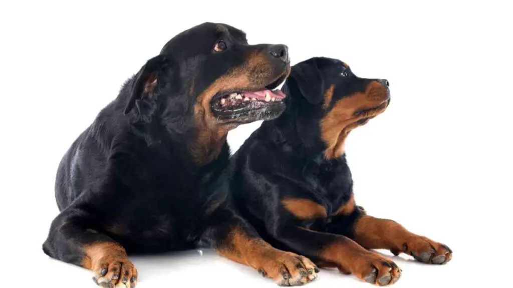 two rottweilers sitting next to each other on a white background